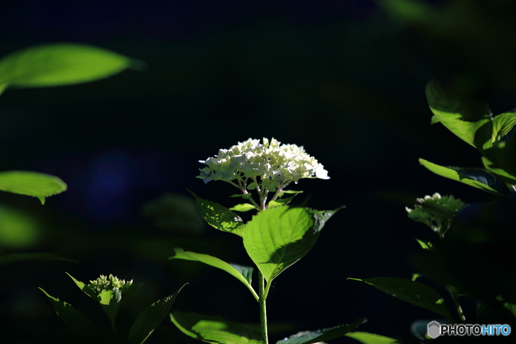 紫陽花の華