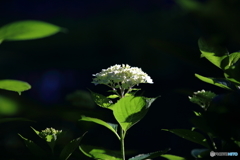 紫陽花の華