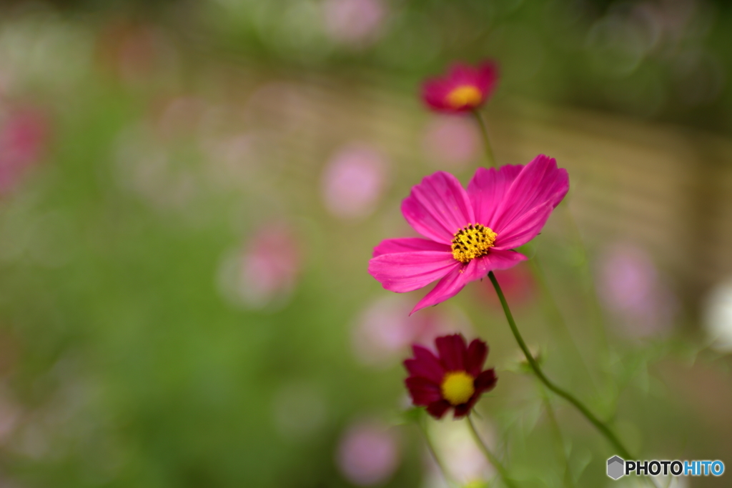 秋桜