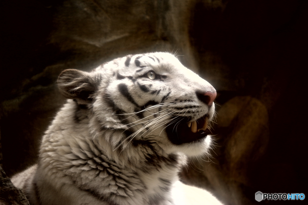 White Tigris