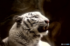 White Tigris