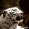 White Tigris