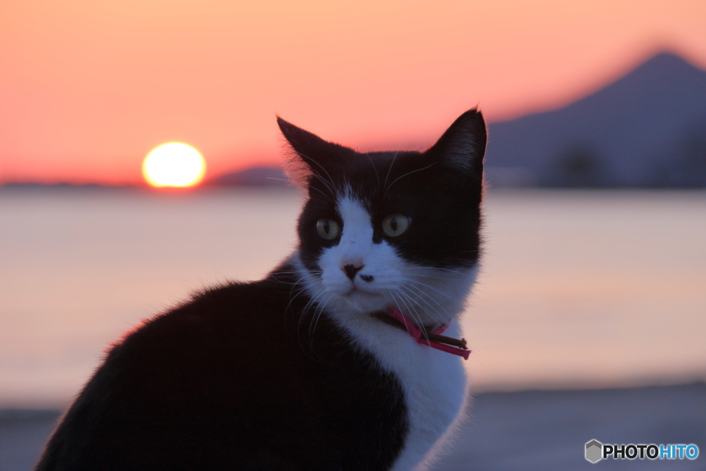 猫君のお気に入り－Ⅱ