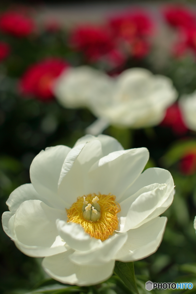 芍薬の花