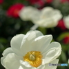 芍薬の花