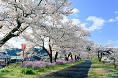 桜の季節