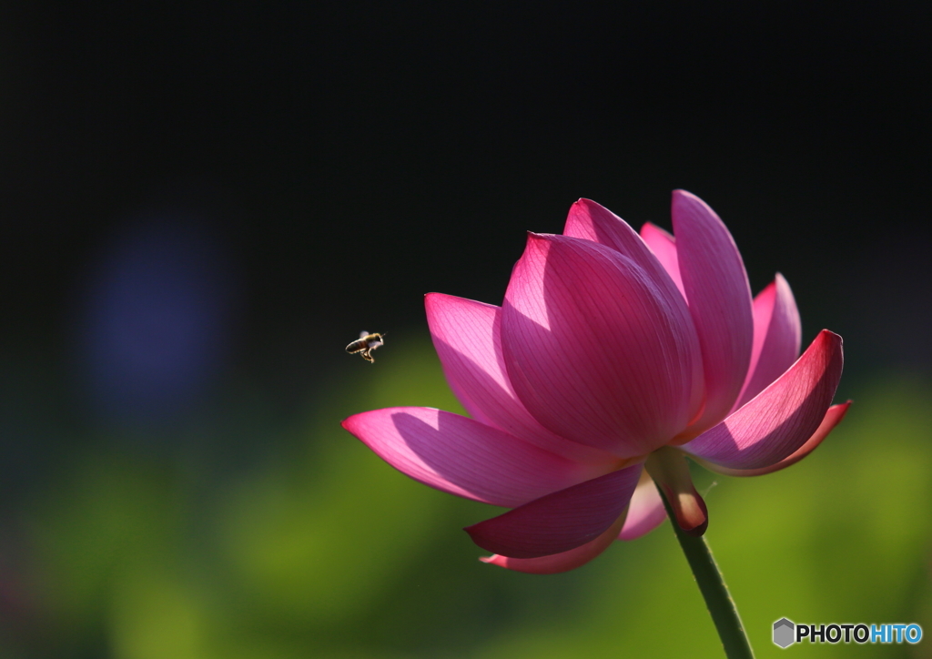 蓮の花とミツバチ