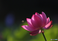 蓮の花とミツバチ