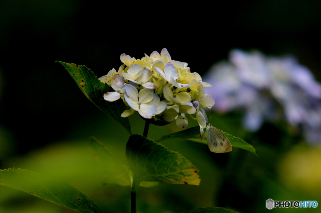 紫陽花でひと休み