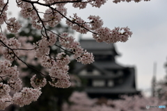 お城の桜