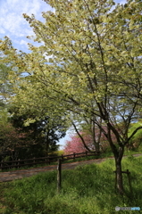 緑の桜　御衣黄