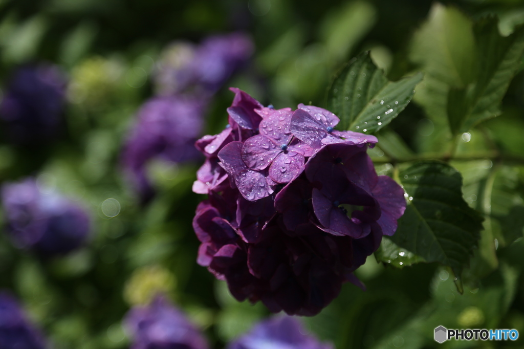 雨上がりの紫陽花