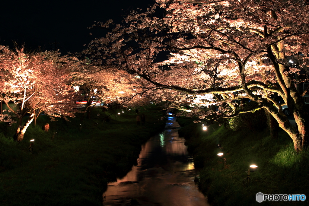 夜桜の彩り