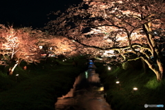 夜桜の彩り