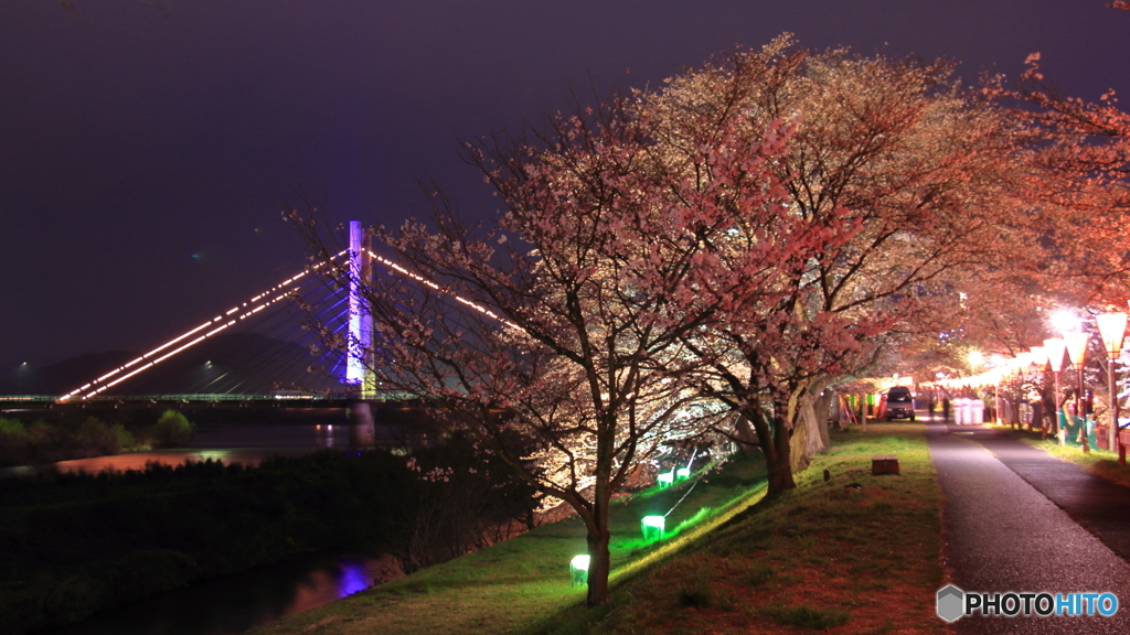 夜景・桜