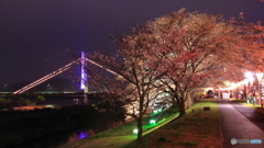 夜景・桜