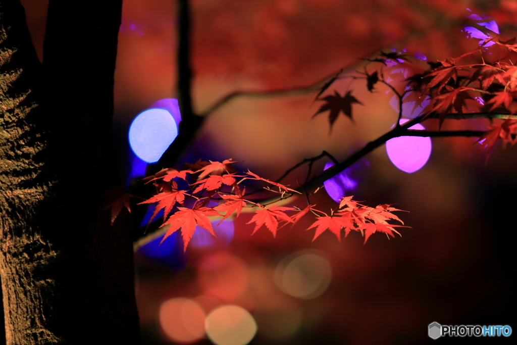 夜もみじ