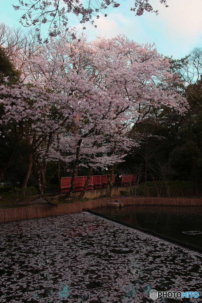 出雲大社の桜