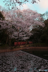 出雲大社の桜