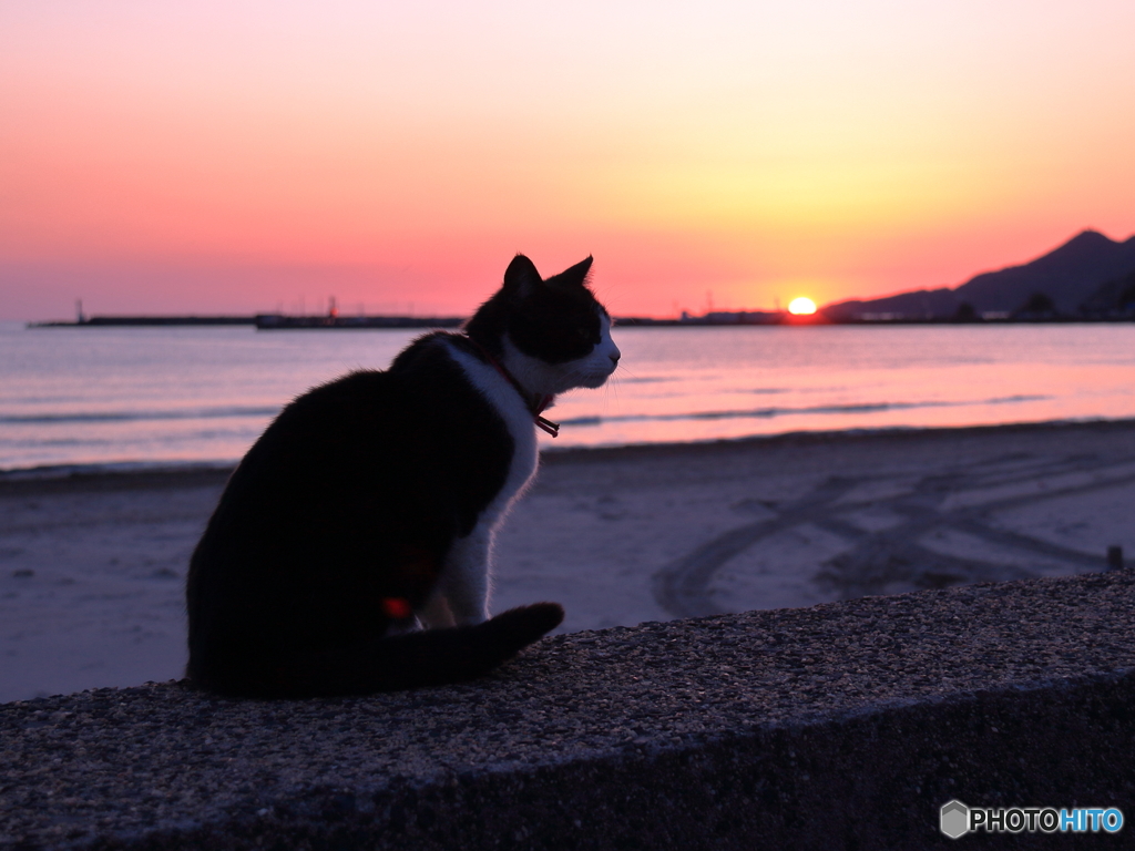 猫君のお気に入り-Ⅲ