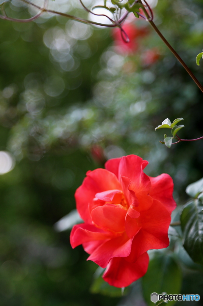 赤い薔薇
