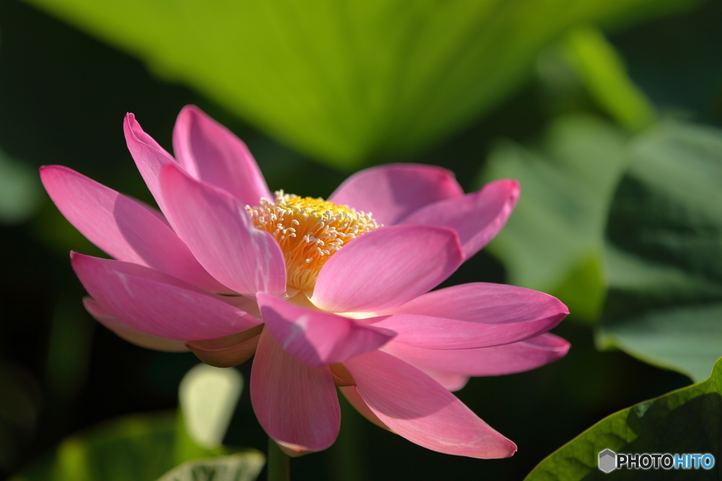 花開くとき・・