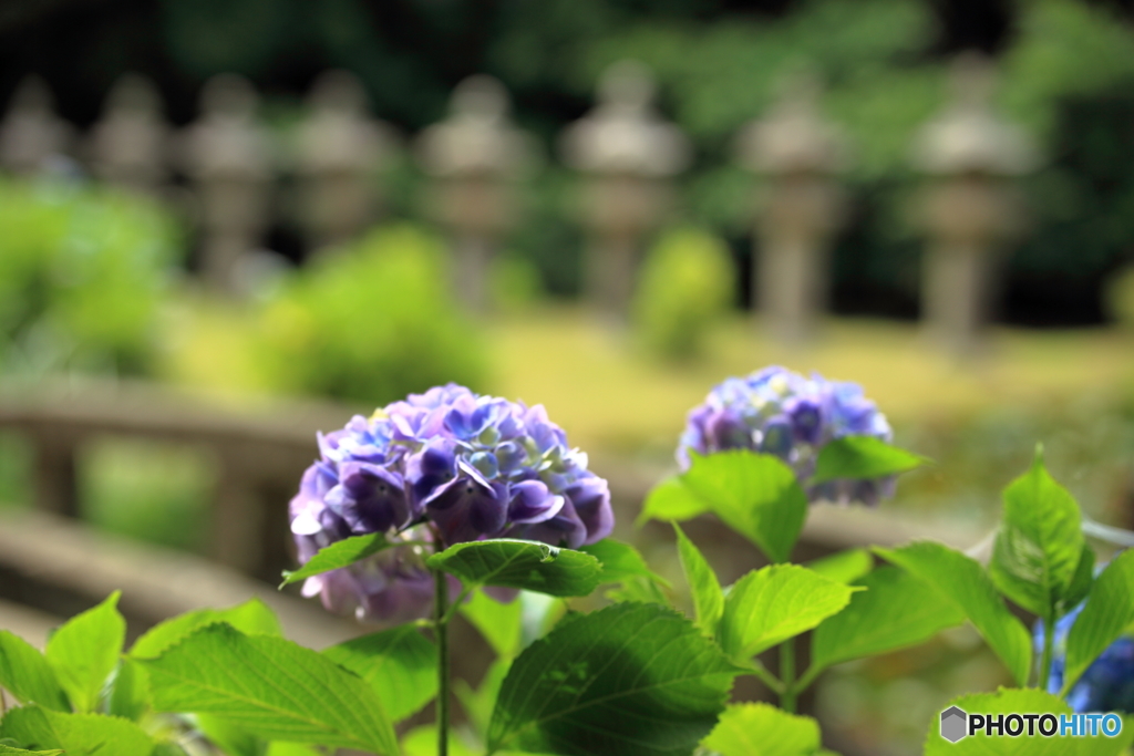 あじさい寺