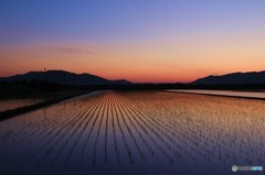 水田の夕暮れ時