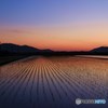水田の夕暮れ時
