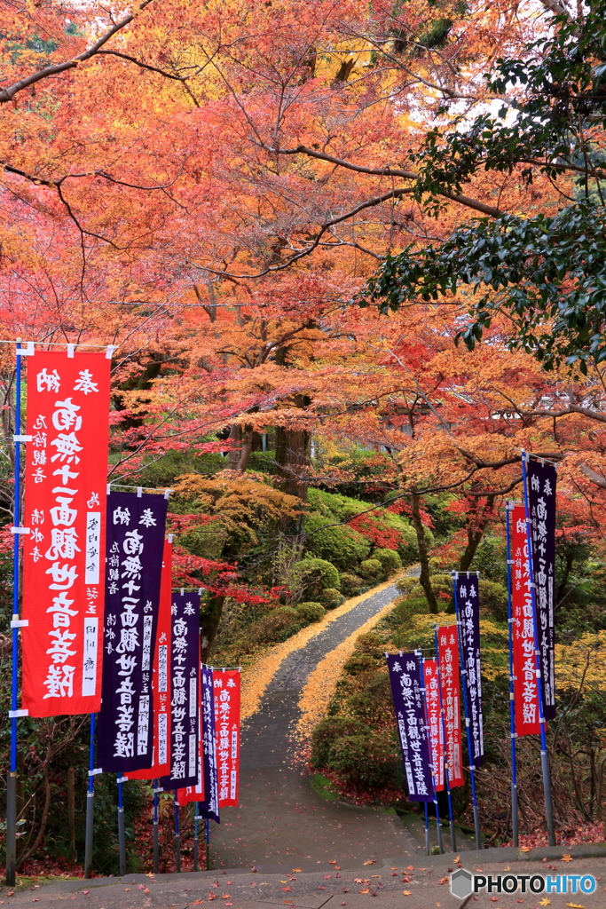 大きな銀杏木