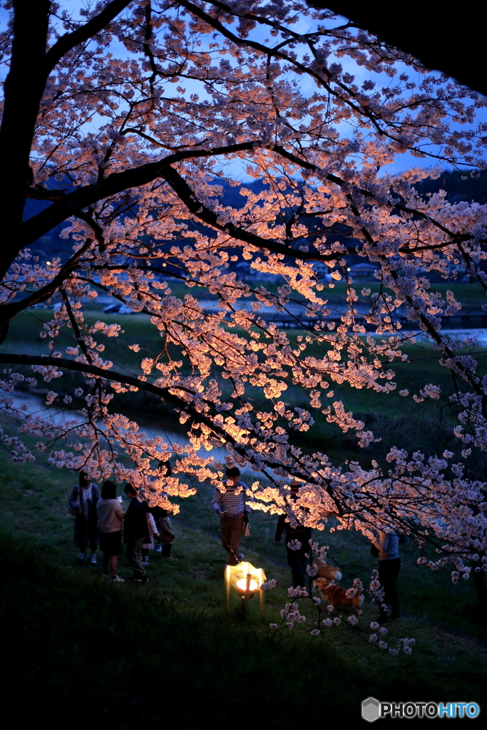 お花見