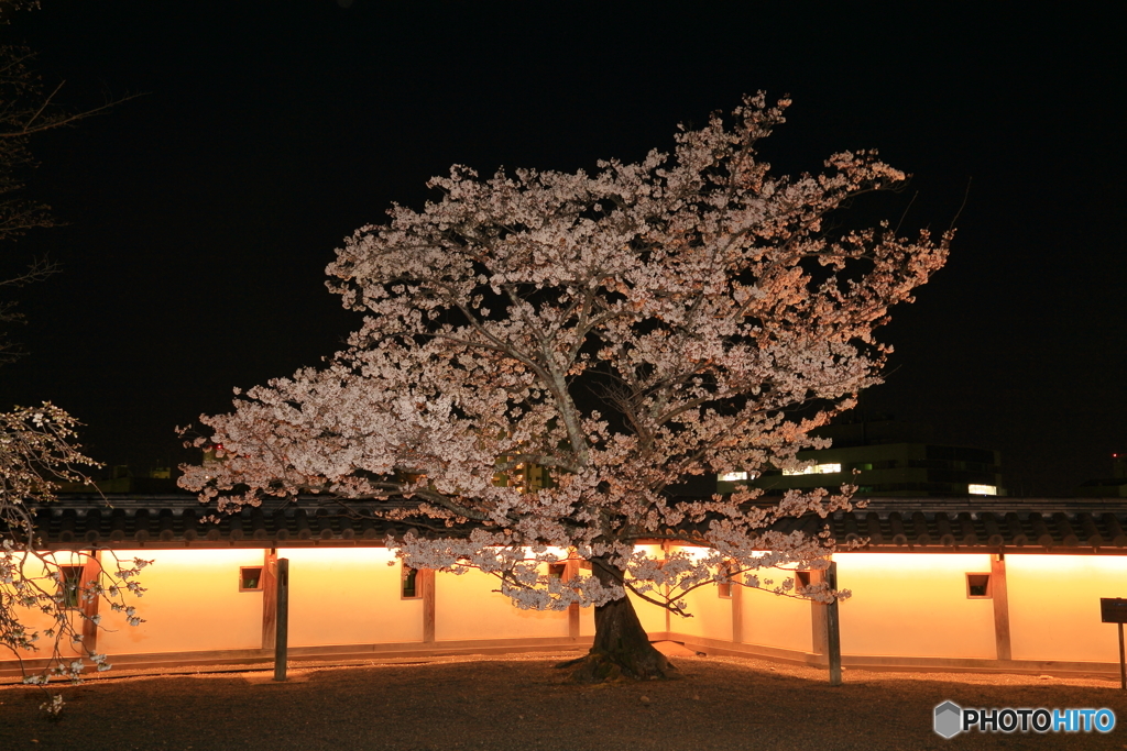 城下の桜