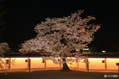 城下の桜