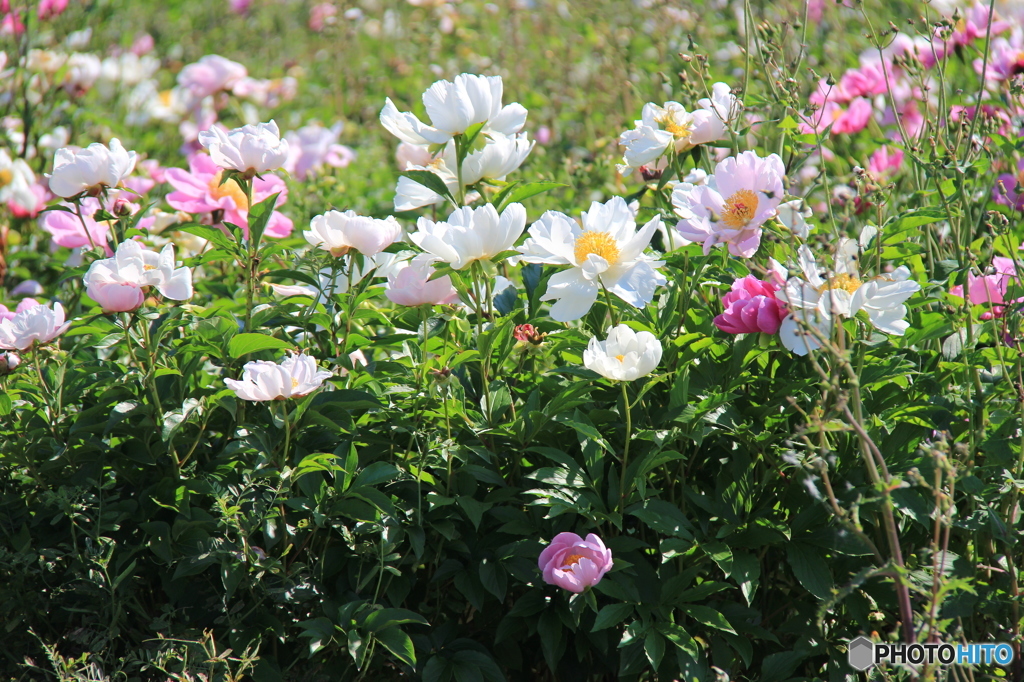 野に咲く牡丹の花