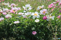 野に咲く牡丹の花