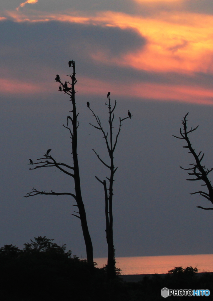 鳥たちの夕暮れ