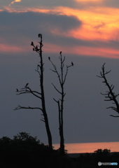 鳥たちの夕暮れ