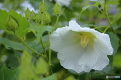 木槿の花
