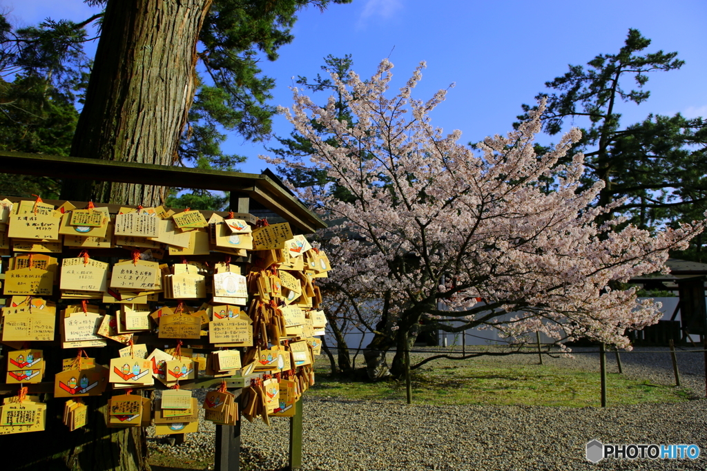 絵馬　桜咲く願い