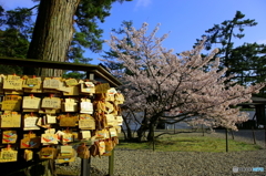 絵馬　桜咲く願い