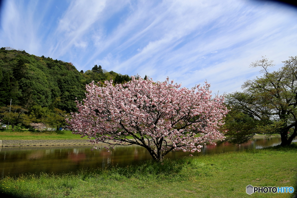 普賢象　桜