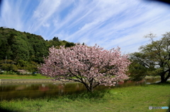 普賢象　桜