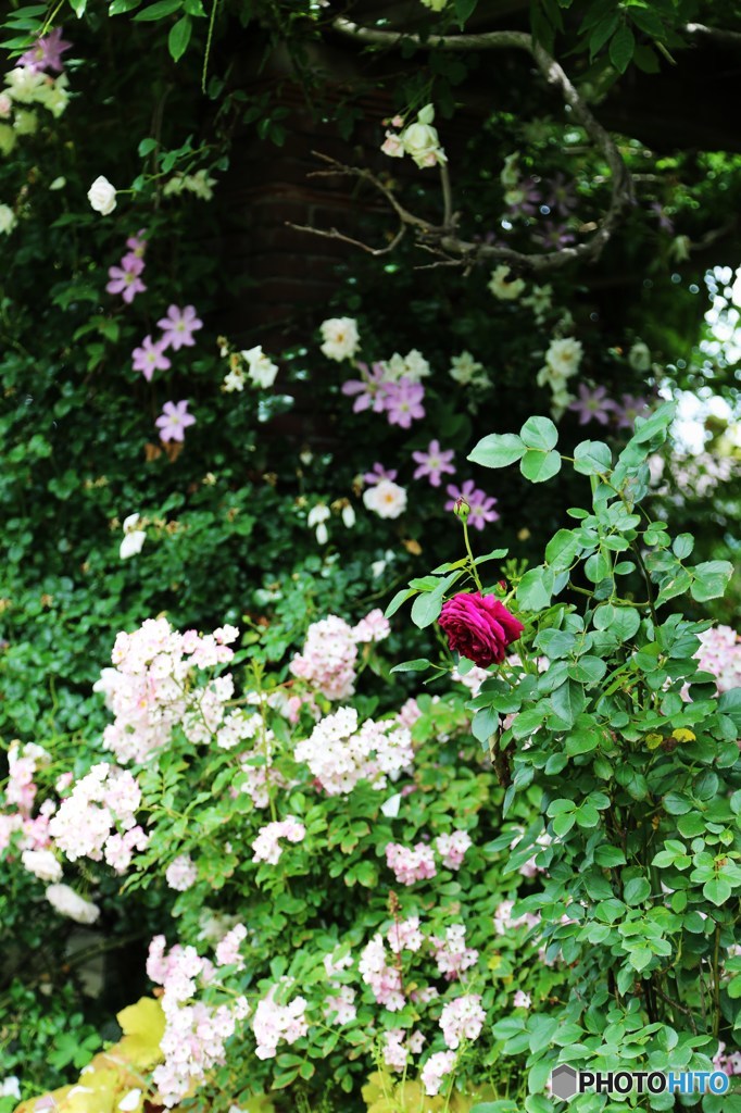 最後の赤い薔薇