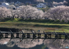 桜並木の散歩