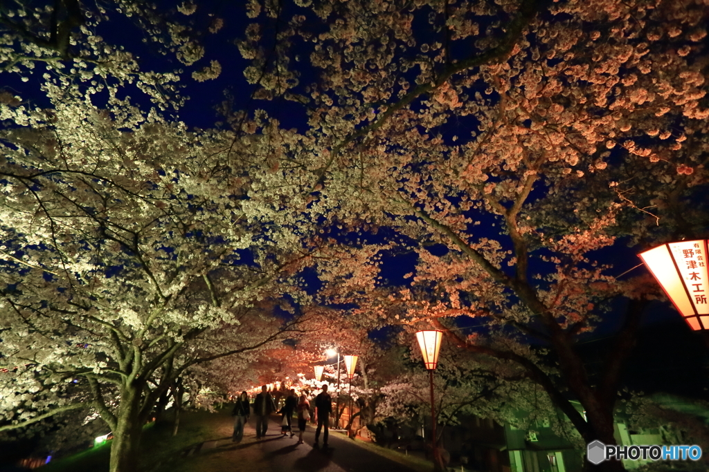 夜桜を楽しむ・・。