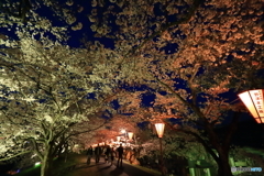 夜桜を楽しむ・・。
