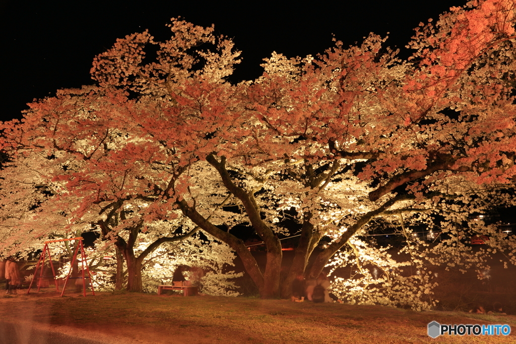 大きな桜の木