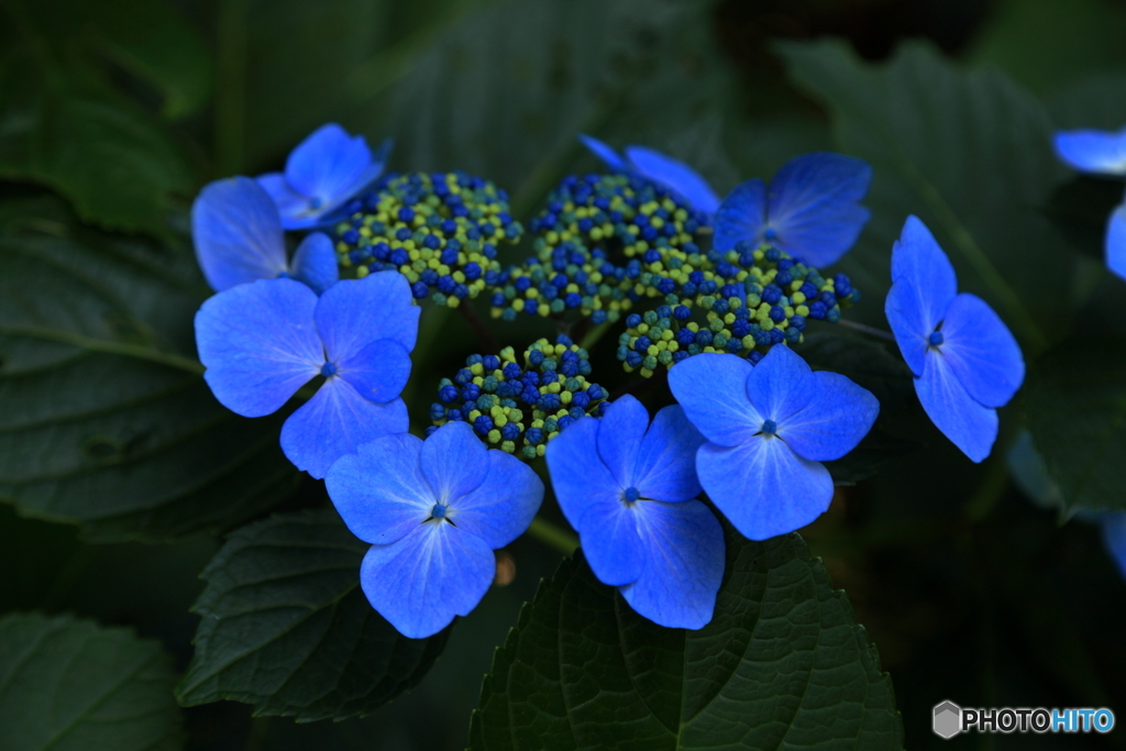 紫陽花の頃