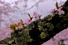 さくら・ちいさな花たち