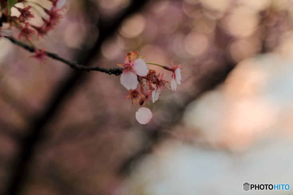 花びら散るとき